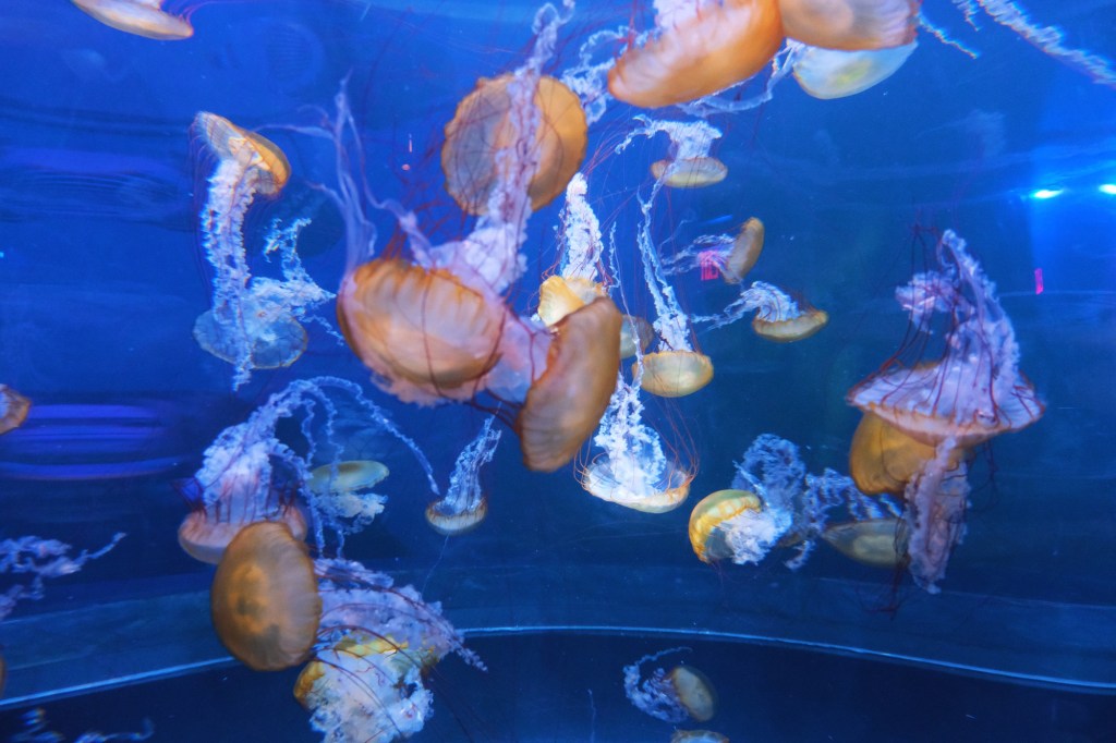 Aesthetic Photography Weekly: Entry&nbsp;#82