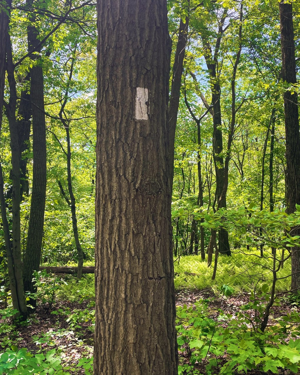 Aesthetic Photography Weekly: Entry&nbsp;#94