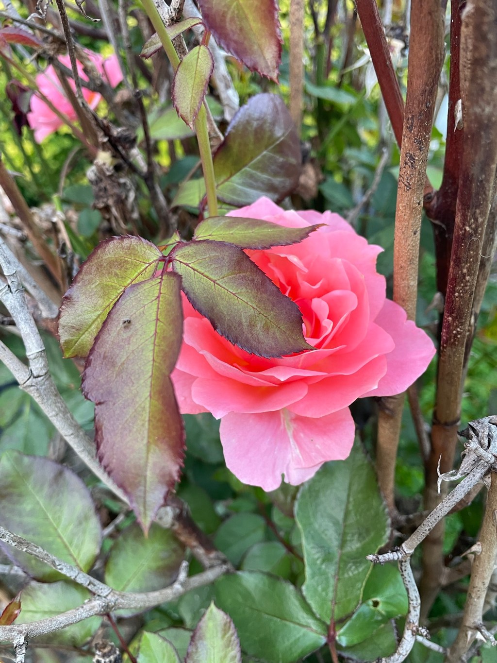 Aesthetic Photography Weekly: Entry&nbsp;#105